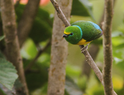 Blue-naped Chlorophonia