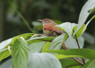 Streak-capped Spinetail