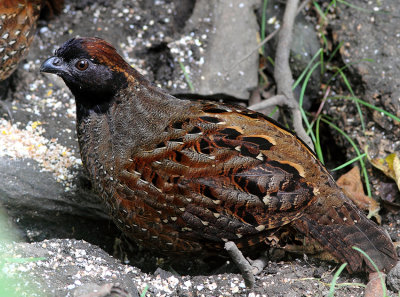 Black-fronted Wood-Quail