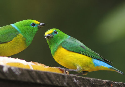 Blue-naped Chlorophonia