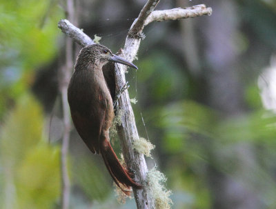 Strong-billed Woodcreeper