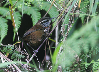 Hermit Wood-Wren