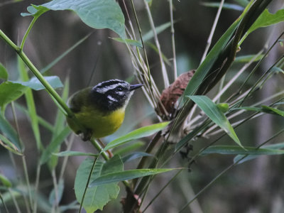 Santa Marta Warbler