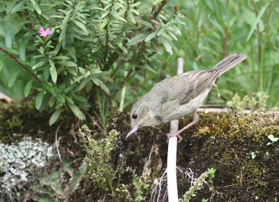 Rusty Flowerpiercer