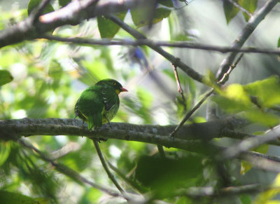 Golden-breasted Fruiteater