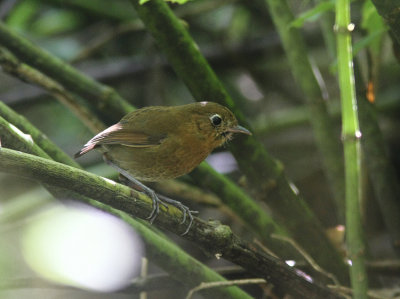 Rufous Antpitta