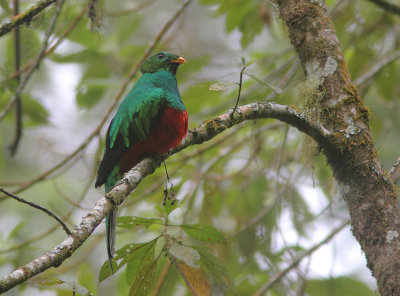 White-tipped Quetzal