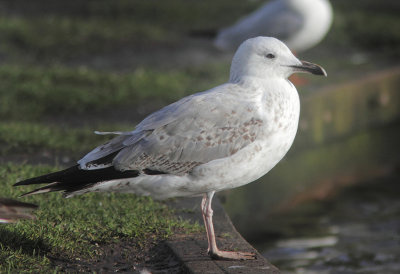 Caspian Gull