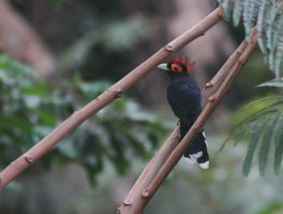  Red-crested Malkoha