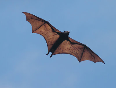 Philippines Flying Fox