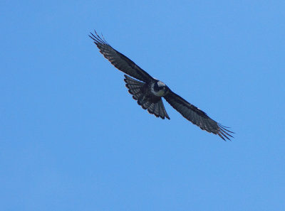 Rufous-bellied Hawk-Eagle