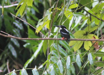 Silvery Kingfisher