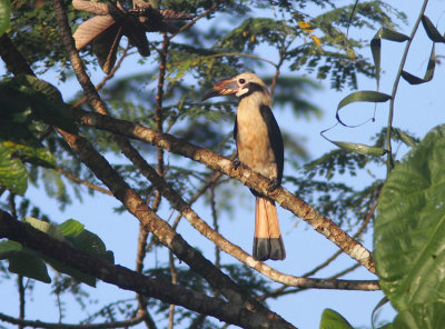  Mindanao Hornbill