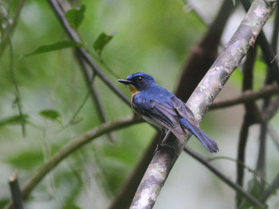 Palawan Blue-flycatcher
