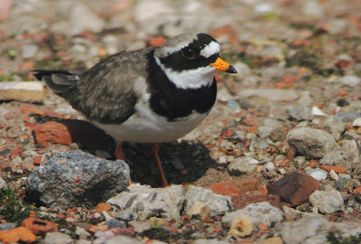 Common Ringed Plover