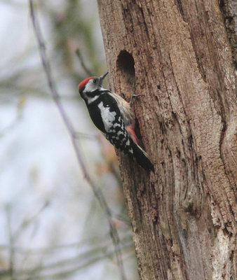 Middle Spotted Woodpecker