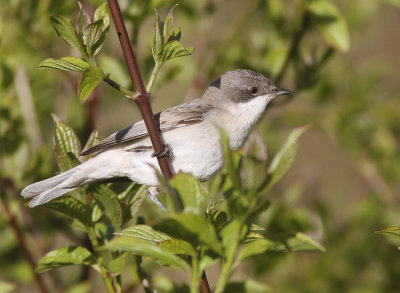 Lesser Whitethroat