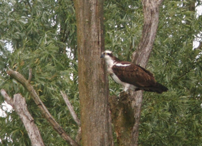 Osprey