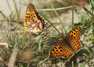 Queen of Spain Fritillary