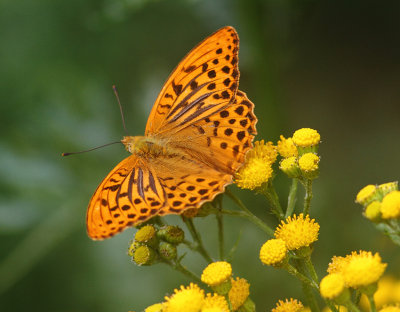 Silver-washed Fritillary