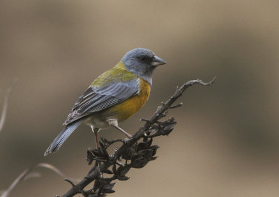 Peruvian Sierra Finch