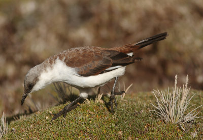 White-bellied Cinclodes