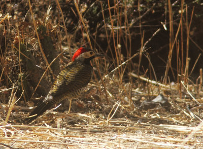 Black-necked Woodpecker