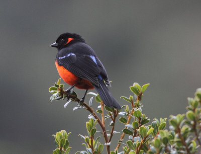  Scarlet-bellied Mountain-tanager