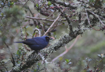 Masked Flowerpiercer