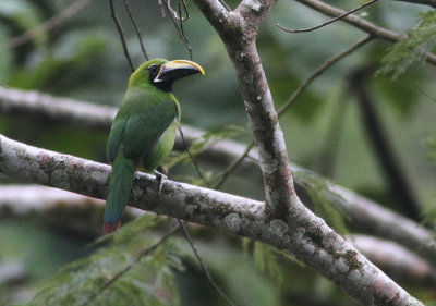 Black-throated Toucanet