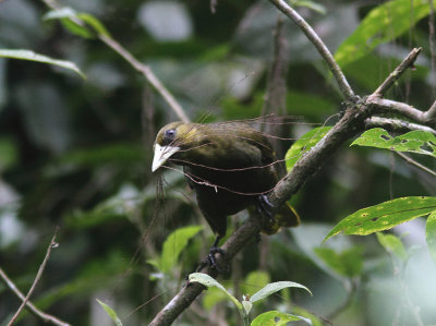 Dusky-green Oropendola