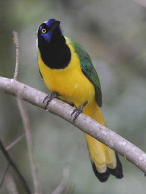  Green Jay