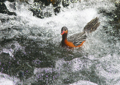 Torrent Duck