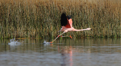 Chilean Flamingo