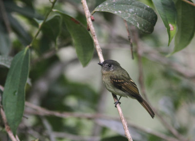 Inca Flycatcher