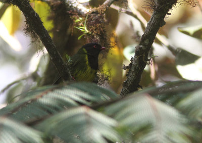 Green-and-black Fruiteater