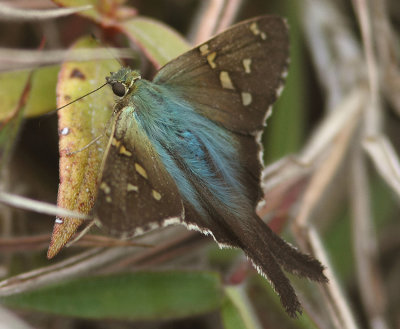 Unknown Butterfly