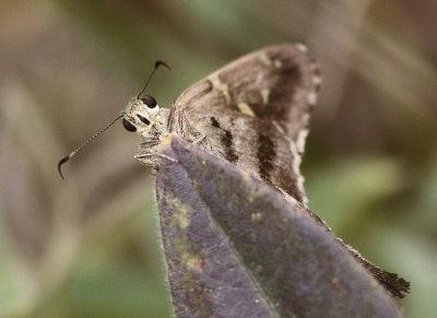 Unknown Butterfly