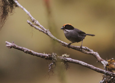 Slaty Brush-Finch