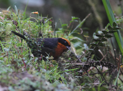 Rufous-browed Hemispingus