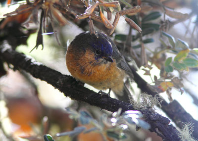 Tit-like Dacnis