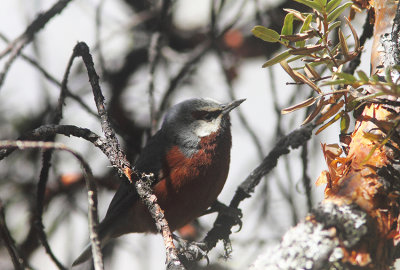 Giant Conebill 