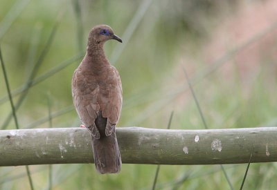 West Peruvian Dove