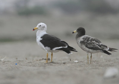 Belcher's Gull