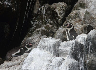 Humboldt Penguin