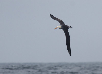 Waved Albatross