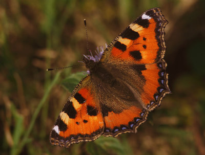 Small Tortoiseshell