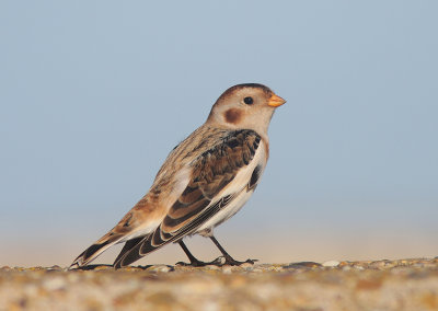 Snow Bunting