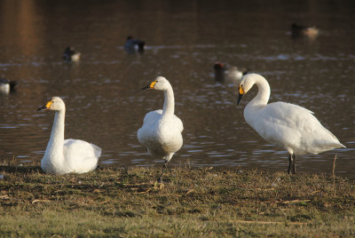 Bewick's Swan