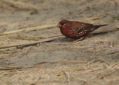 Red Avadavat